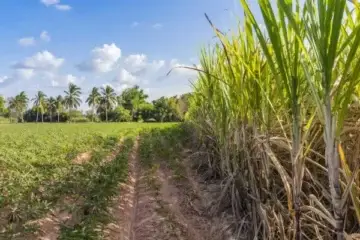 Rotação de cultura