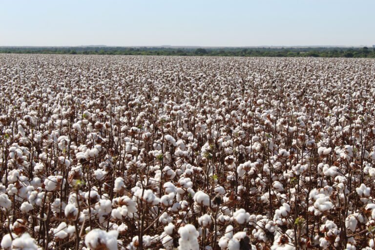 lavoura de algodão