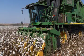 Colheita do algodão