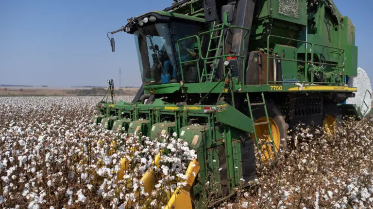 Colheita do algodão