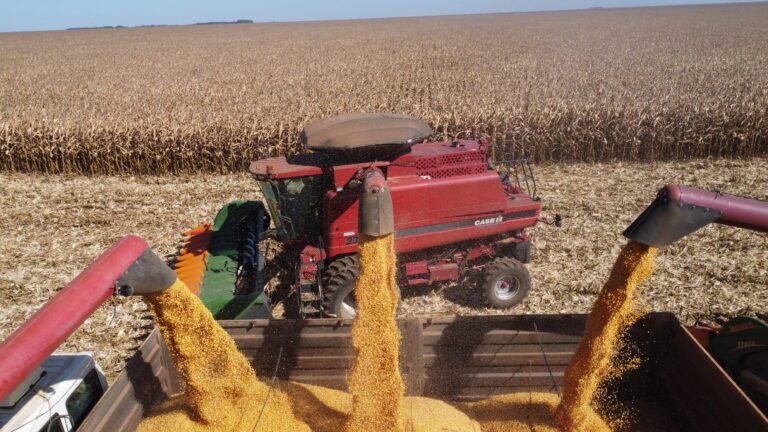 máquinas na colheita de milho