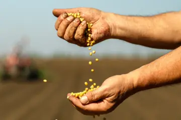 Produtor no campo segurando uma semente de qualidade