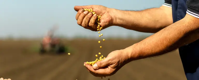 Produtor no campo segurando uma semente de qualidade