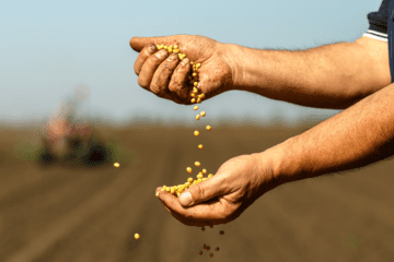 Produtor no campo segurando uma semente de qualidade