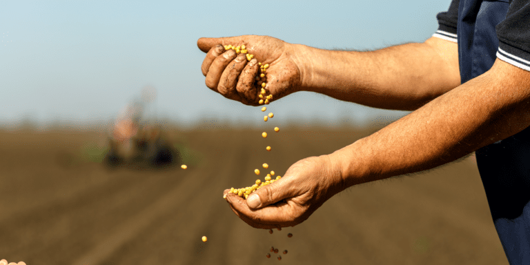 Produtor no campo segurando uma semente de qualidade