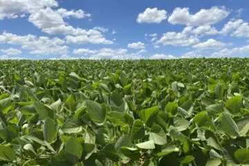 Lavoura de Soja - Principais Pragas