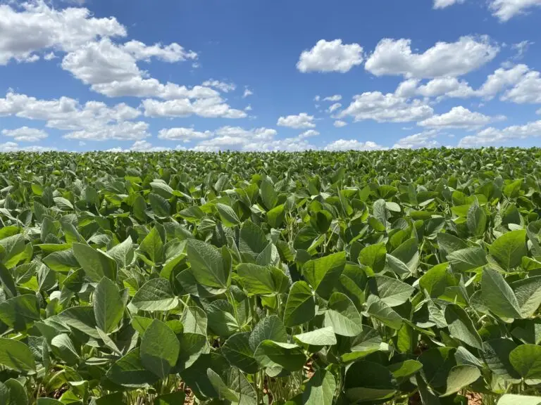 Lavoura de Soja - Principais Pragas