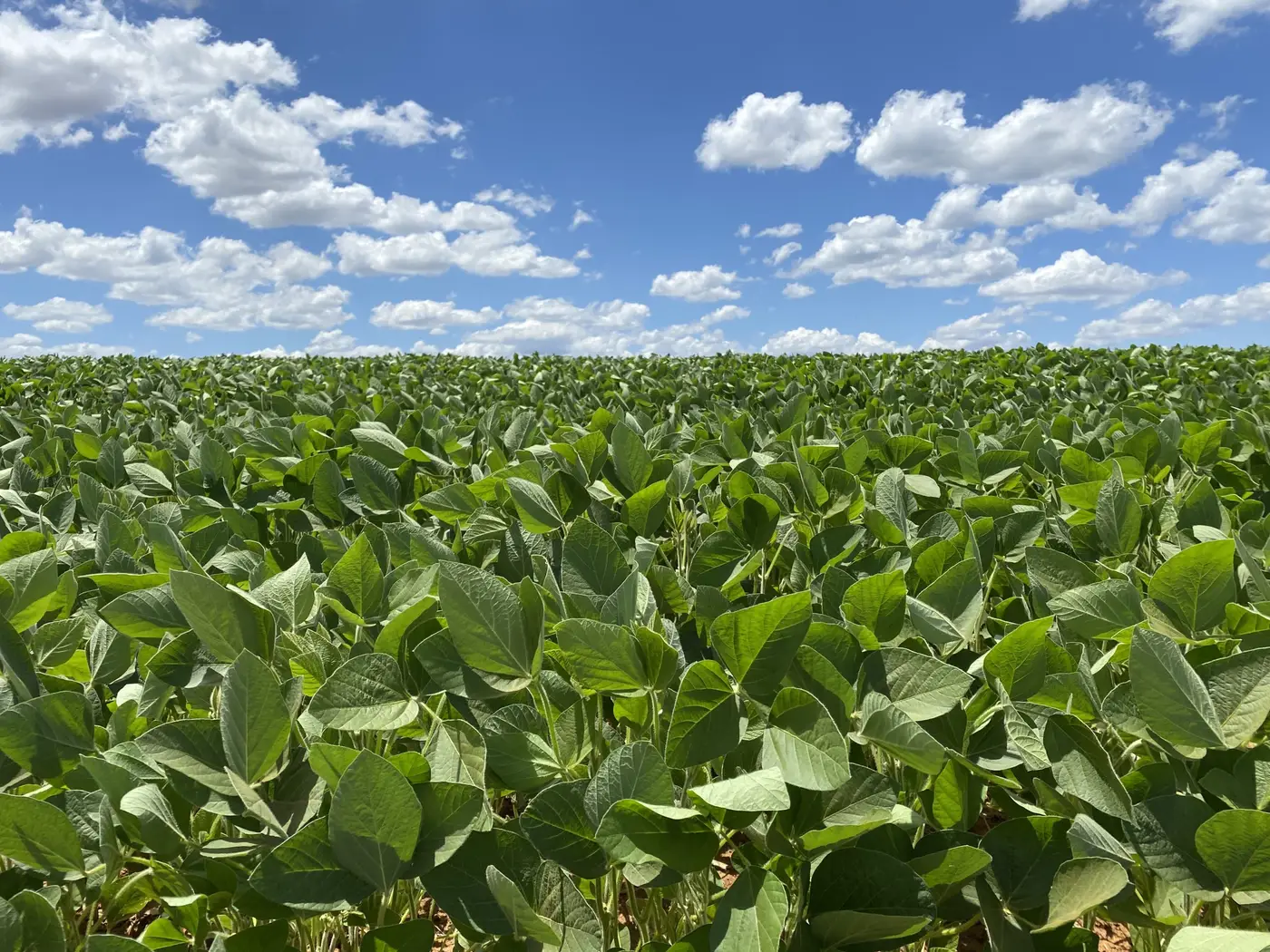 Lavoura de Soja - Principais Pragas