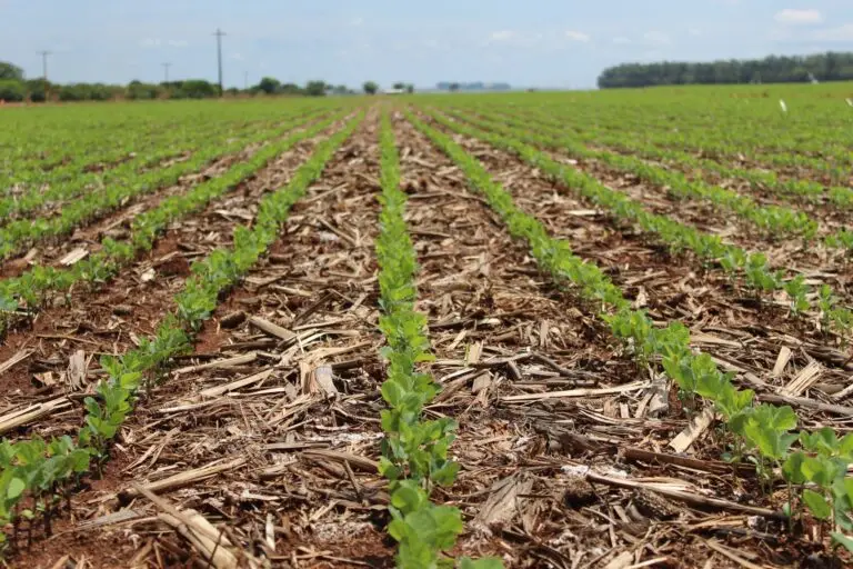 Como El Niño impacta a soja