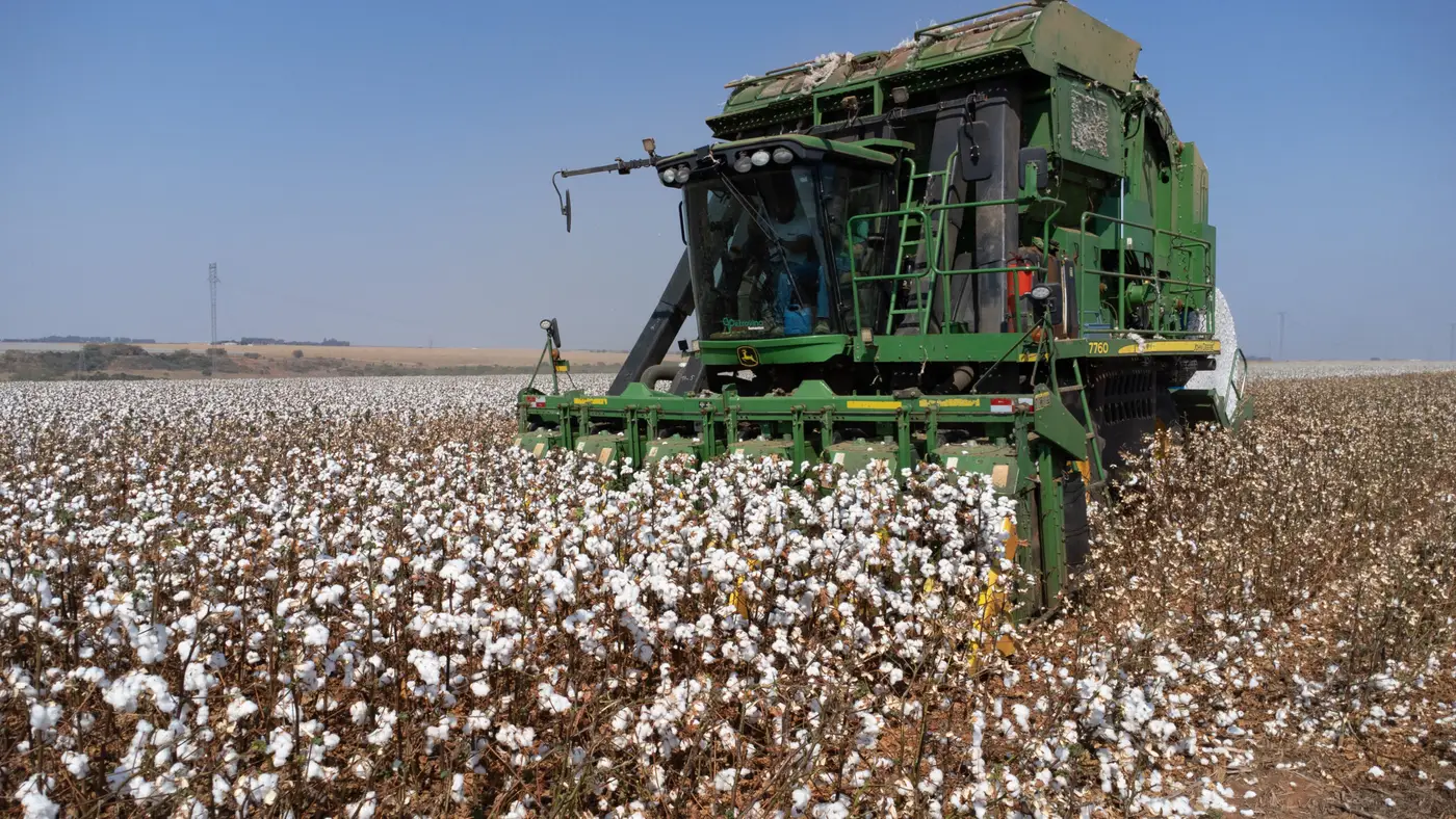 Brasil deve produzir mais algodão que EUA.