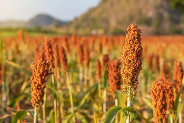 Semente de sorgo