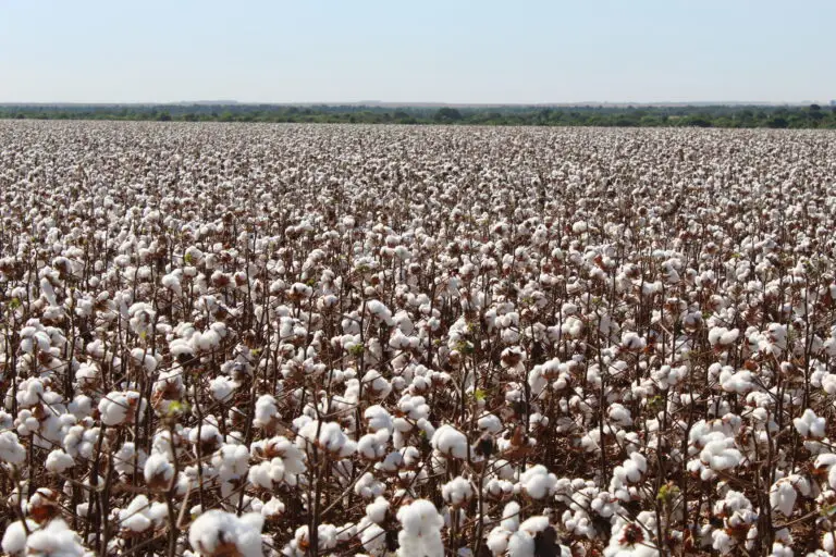 Lavoura de algodão
