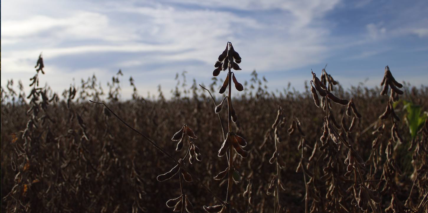 Soluções em sementes