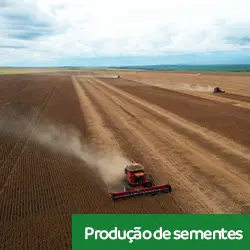 Produção de sementes de qualidade