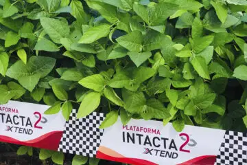 Plantas de soja Intacta 2 Xtend