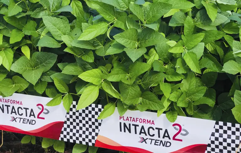 Plantas de soja Intacta 2 Xtend