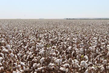 exportações brasileiras de pluma