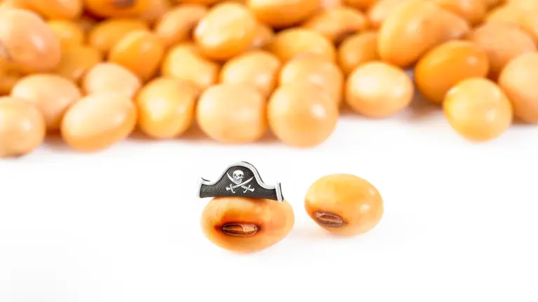 imagem ilustrativa de sementes piratas