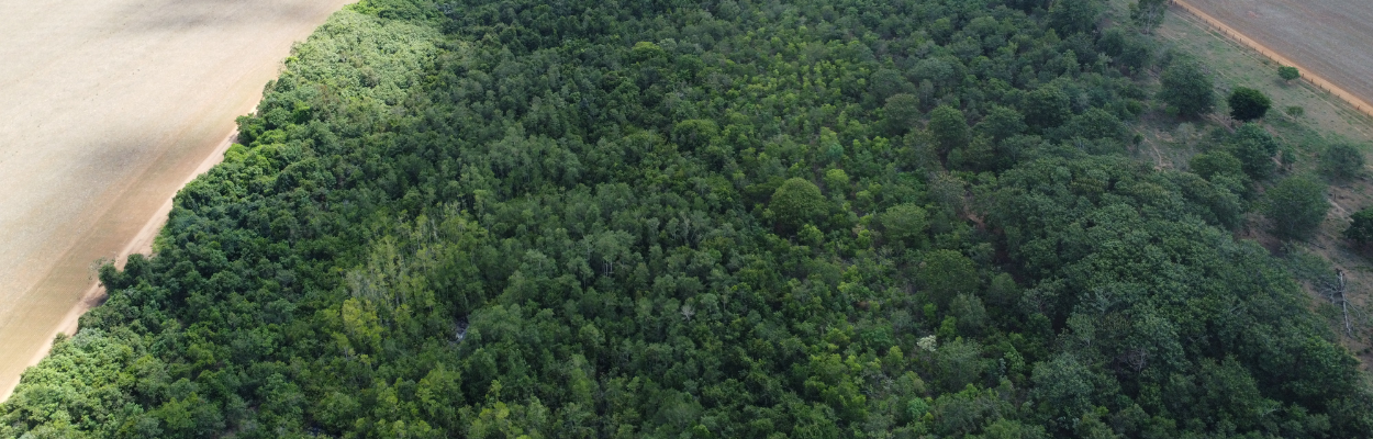 Sustentabilidade na agricultura: área de preservação da Petrovina Sementes