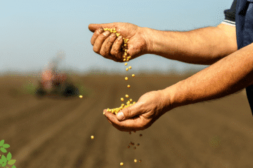 imagem destaque_semente de soja para plantar