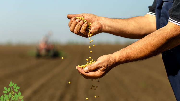 imagem destaque_semente de soja para plantar