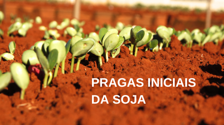 PRAGAS INICIAIS DA SOJA 1