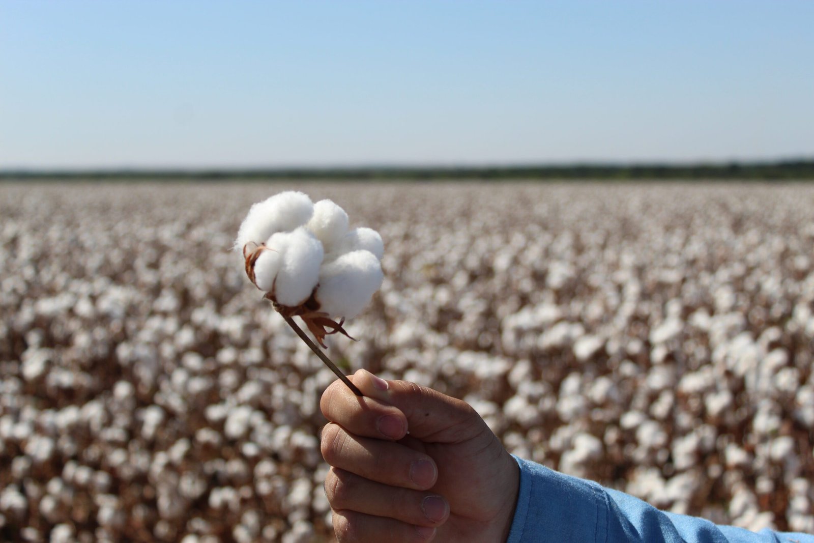 imagem ilustrativo1 - estádios fenologicos do algodão